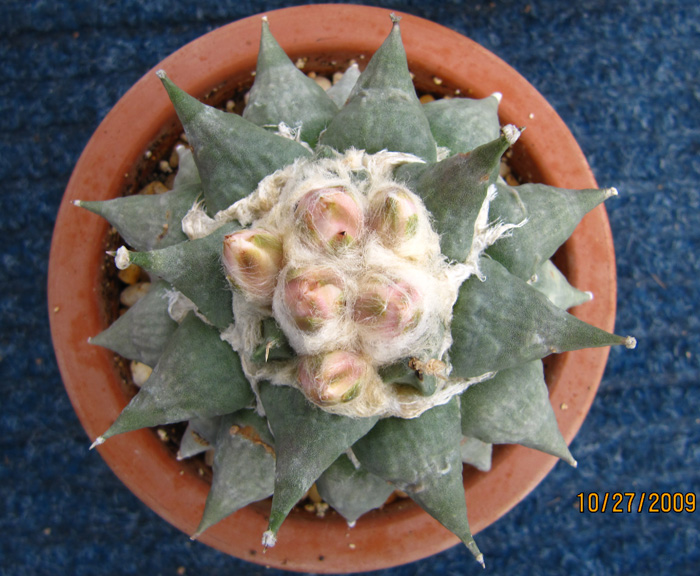 Ariocarpus retusus